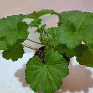 Ess게이샤 러시아제라늄