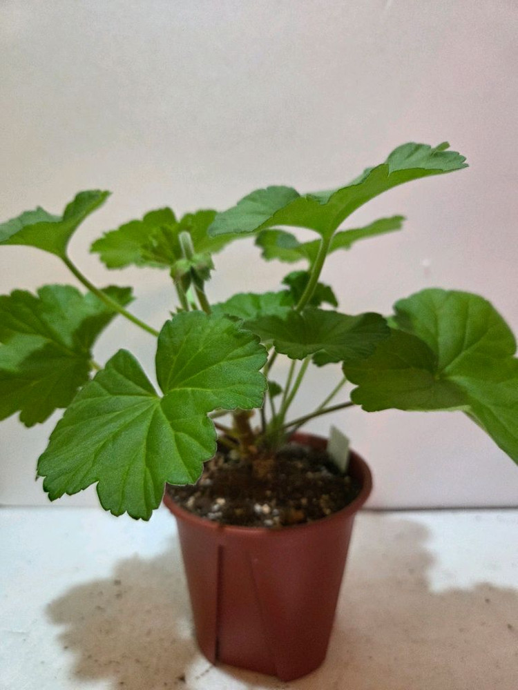 Ess게이샤 러시아제라늄--1