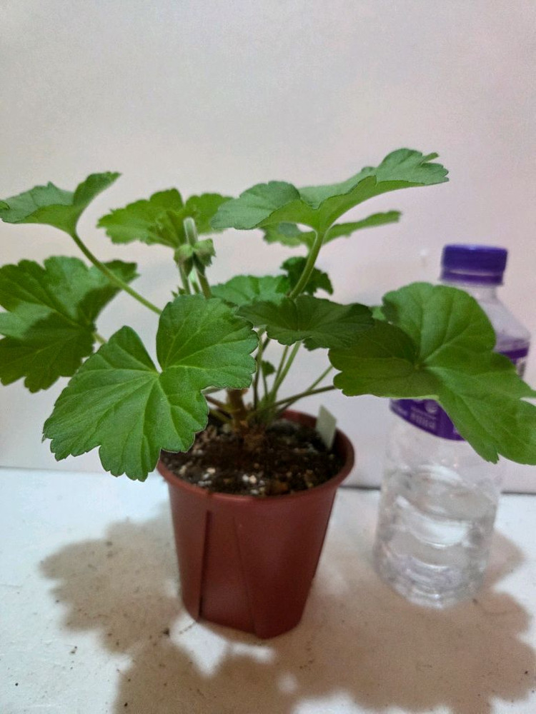 Ess게이샤 러시아제라늄--2