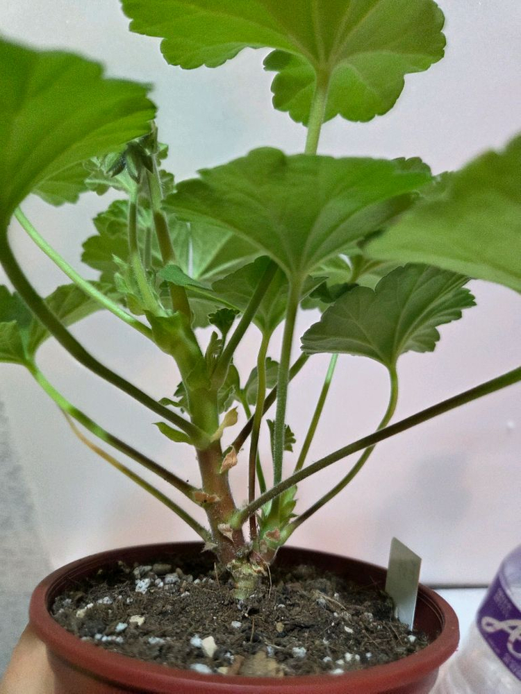 Ess게이샤 러시아제라늄--3