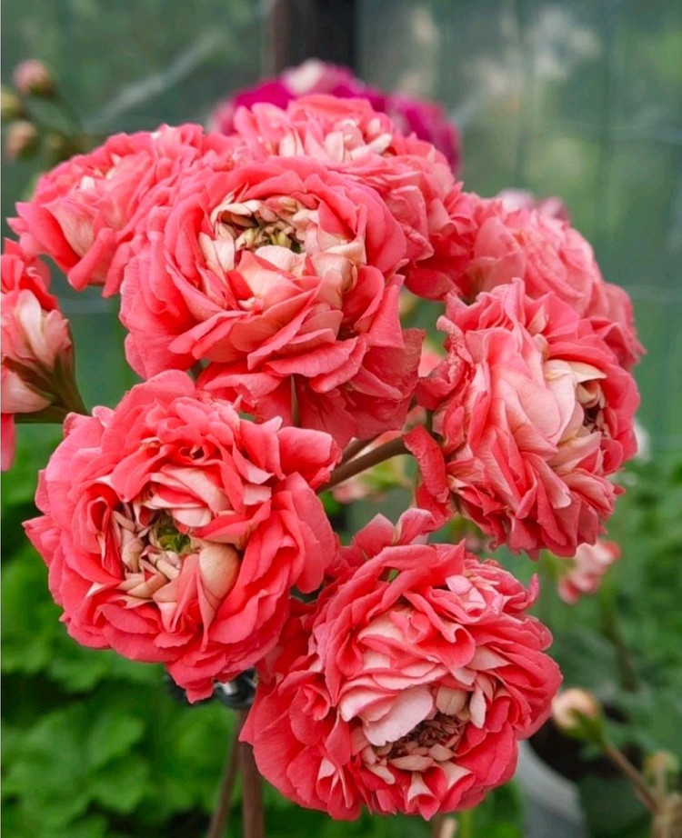 Ess게이샤 러시아제라늄--4