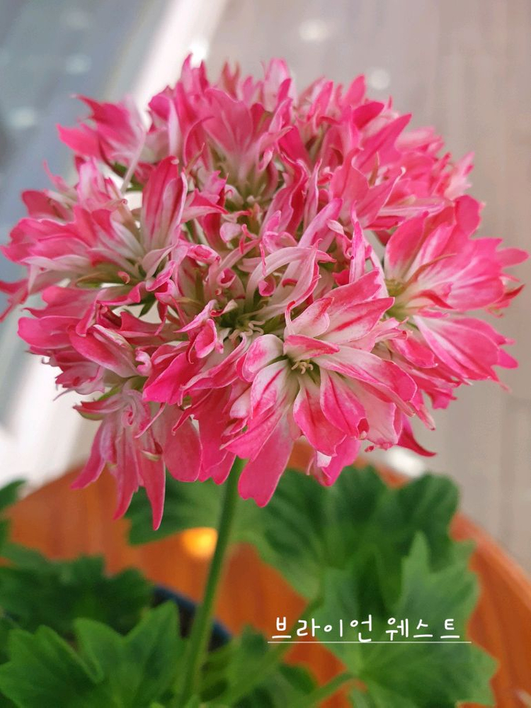 스텔라제라늄 2종 캔디플러스도넛 꽃대있음,브라이언 웨스트--1