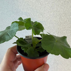 러시아제라늄 송오브콜초바