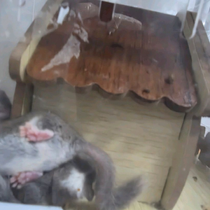 피그미다람쥐 숫놈 입양원합니다. 이미지