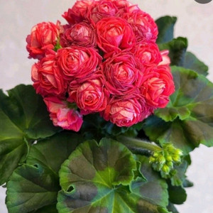 제라늄 타러브스토리