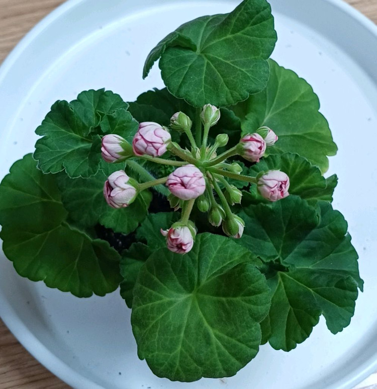 제라늄 타러브스토리--1