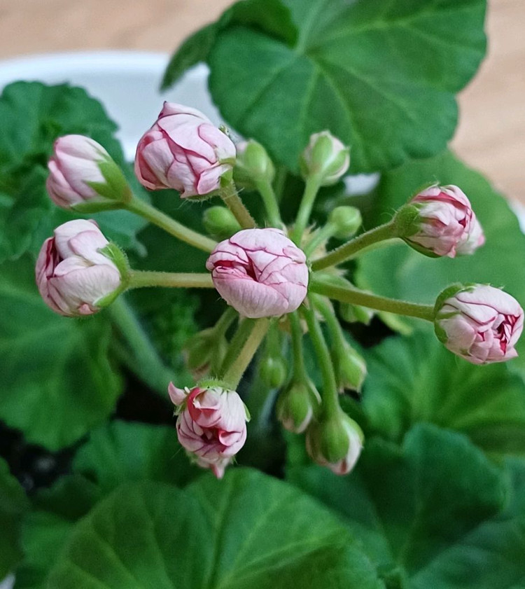 제라늄 타러브스토리--2