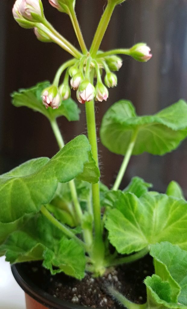 제라늄 타러브스토리--3