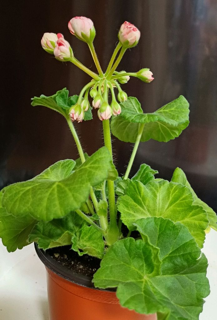 제라늄 타러브스토리--4