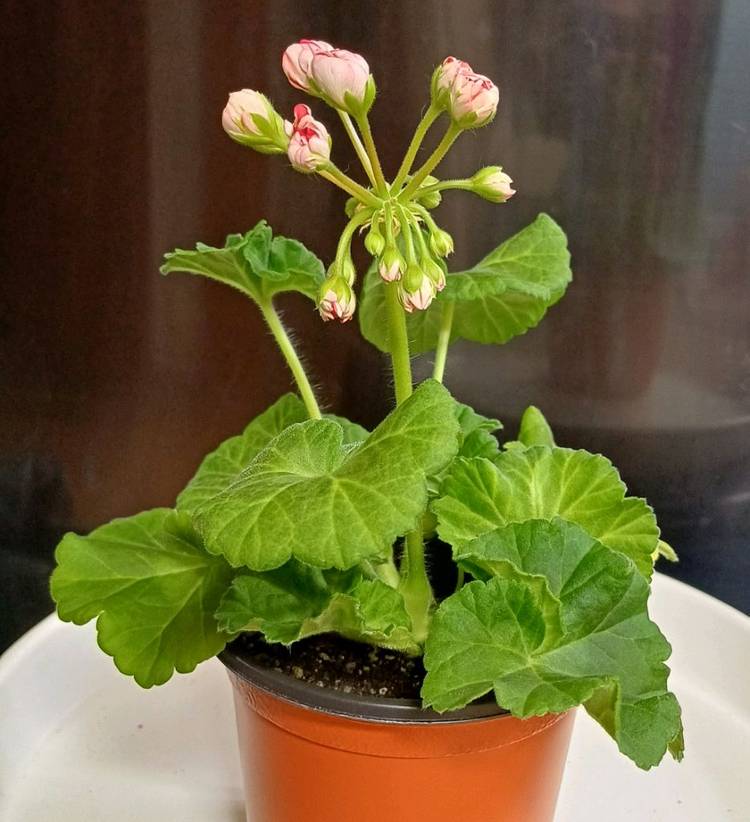 제라늄 타러브스토리--5