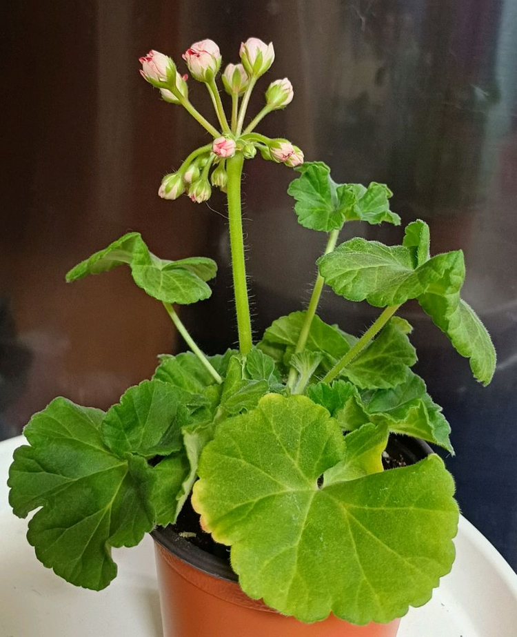 제라늄 타러브스토리--6