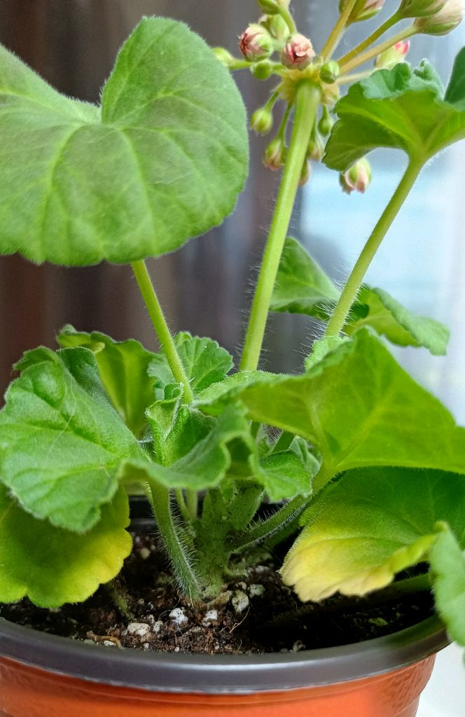 제라늄 타러브스토리--7