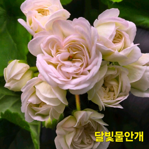 달빛물안개 제라늄