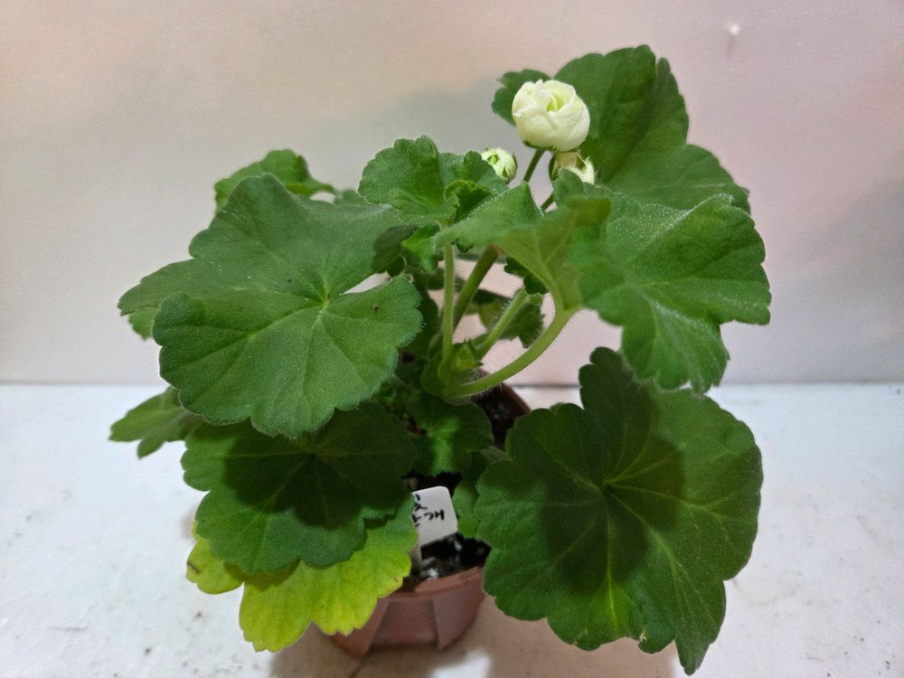 달빛물안개 제라늄--1