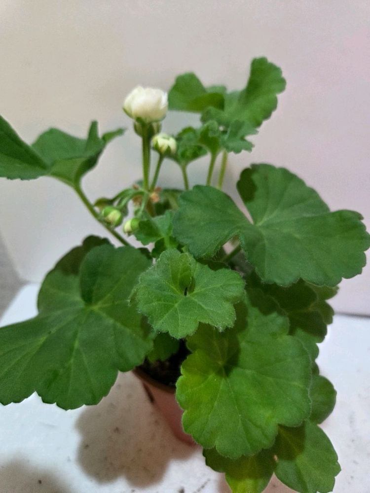 달빛물안개 제라늄--2