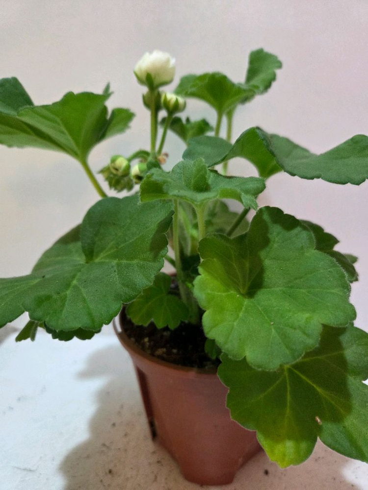 달빛물안개 제라늄--3