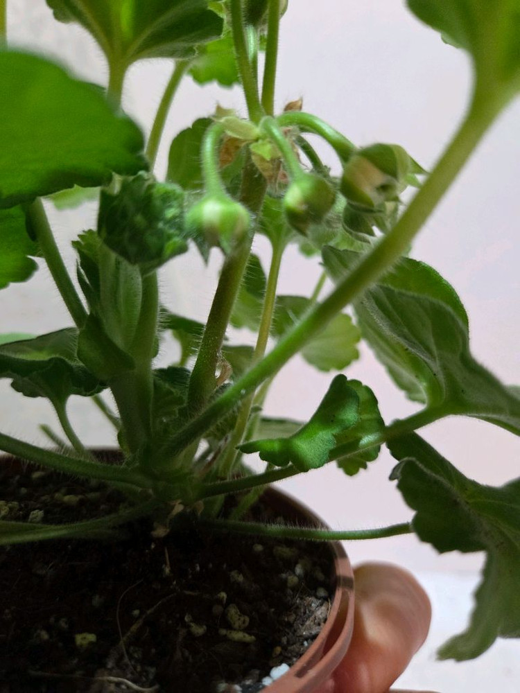 달빛물안개 제라늄--4