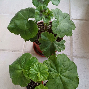 심전설과 블루루비 세트