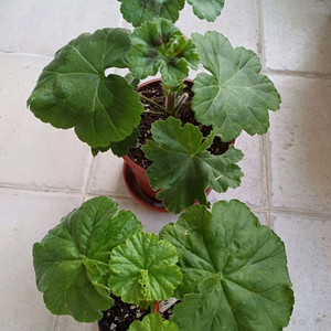 심전설과 블루루비 세트