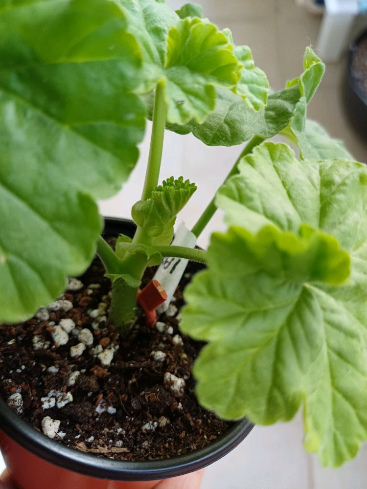 심전설과 블루루비 세트--2