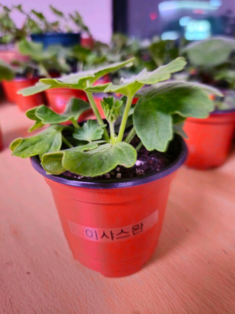 이샤스완 스텔라제라늄--2