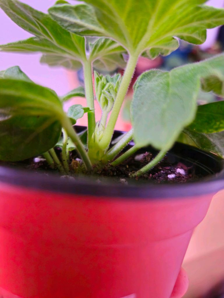 이샤스완 스텔라제라늄--3