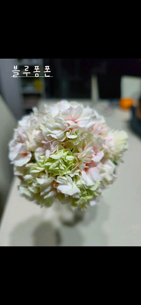 블루폼폰 제라늄--1