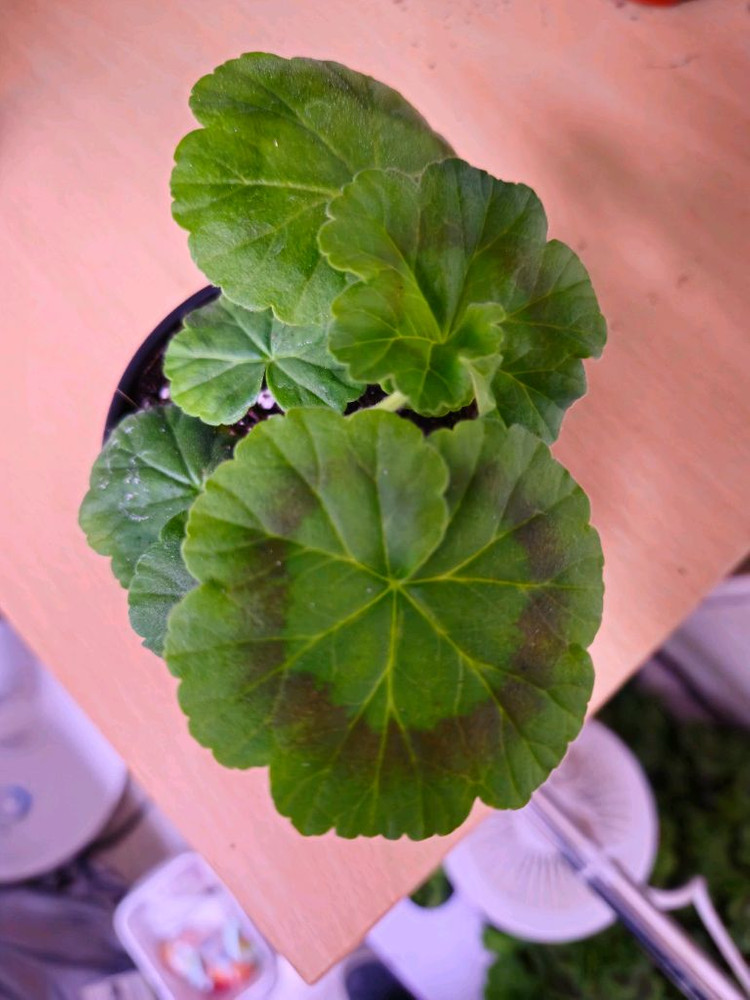 블루폼폰 제라늄--2