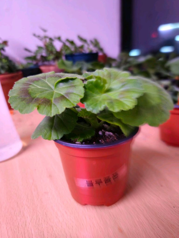 블루폼폰 제라늄--3