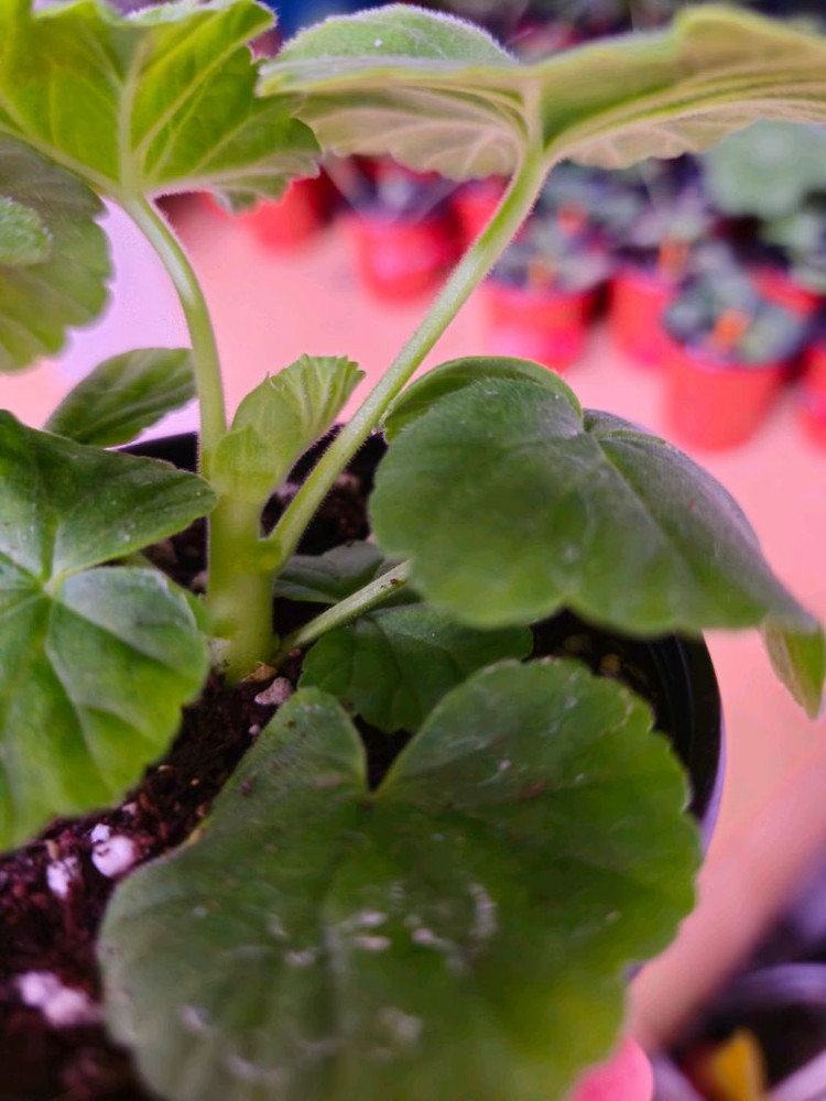 블루폼폰 제라늄--4