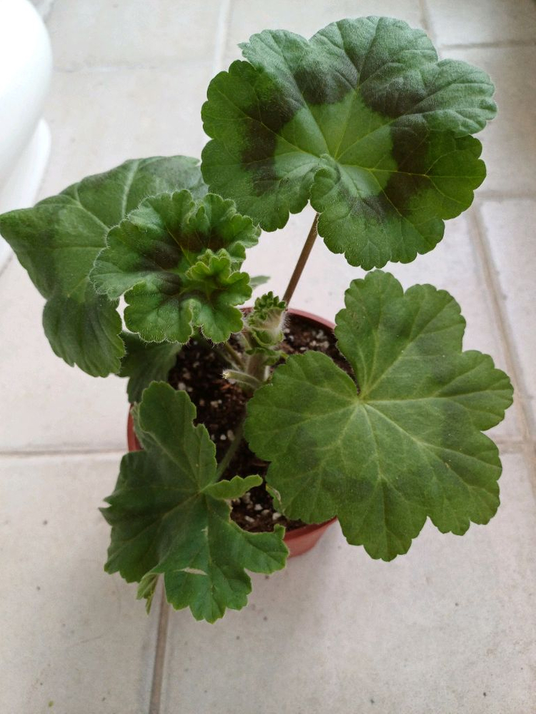 심전설과 블루루비 세트--1