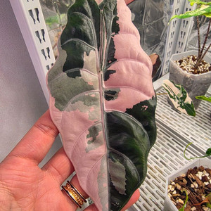 알로카시아 찬트리에 핑크