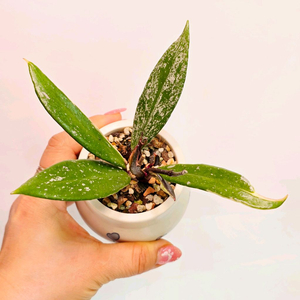 호야 푸비갈릭스 핑크실버 알보 마지나타 스플레쉬(알로x안스x)