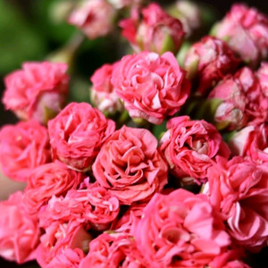 제라늄 챠밍레이지걸ㆍ 노스텔지어