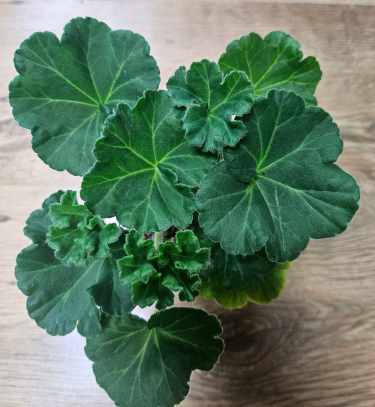 제라늄 챠밍레이지걸ㆍ 노스텔지어--1