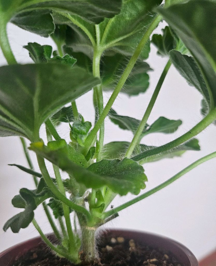 제라늄 챠밍레이지걸ㆍ 노스텔지어--2