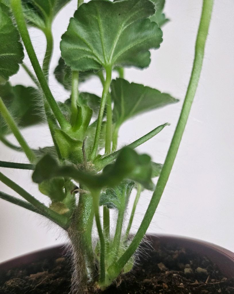 제라늄 챠밍레이지걸ㆍ 노스텔지어--3