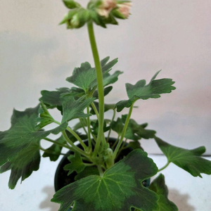 블루마리 스텔라제라늄