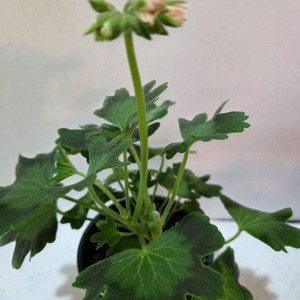 블루마리 스텔라제라늄