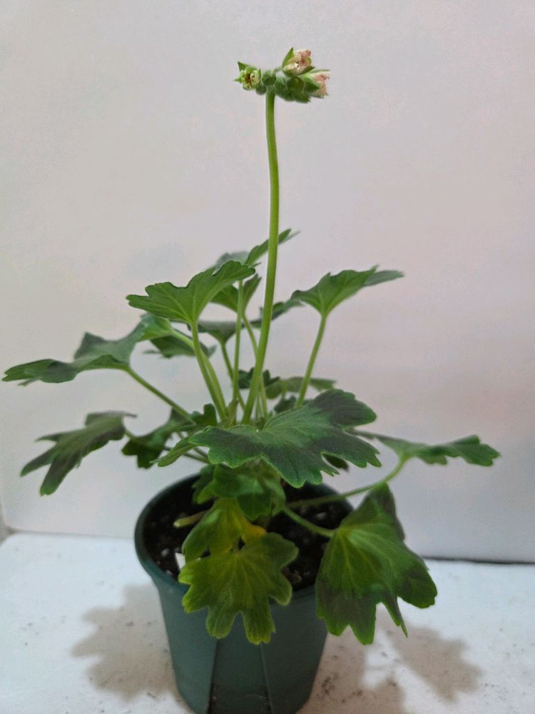 블루마리 스텔라제라늄--1