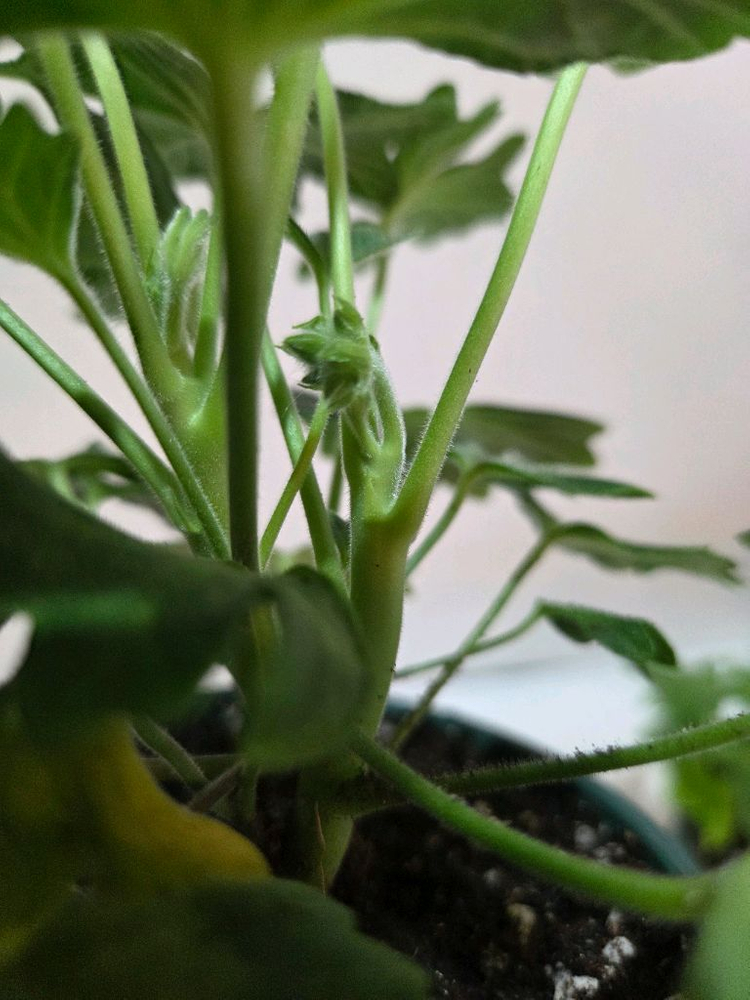 블루마리 스텔라제라늄--2