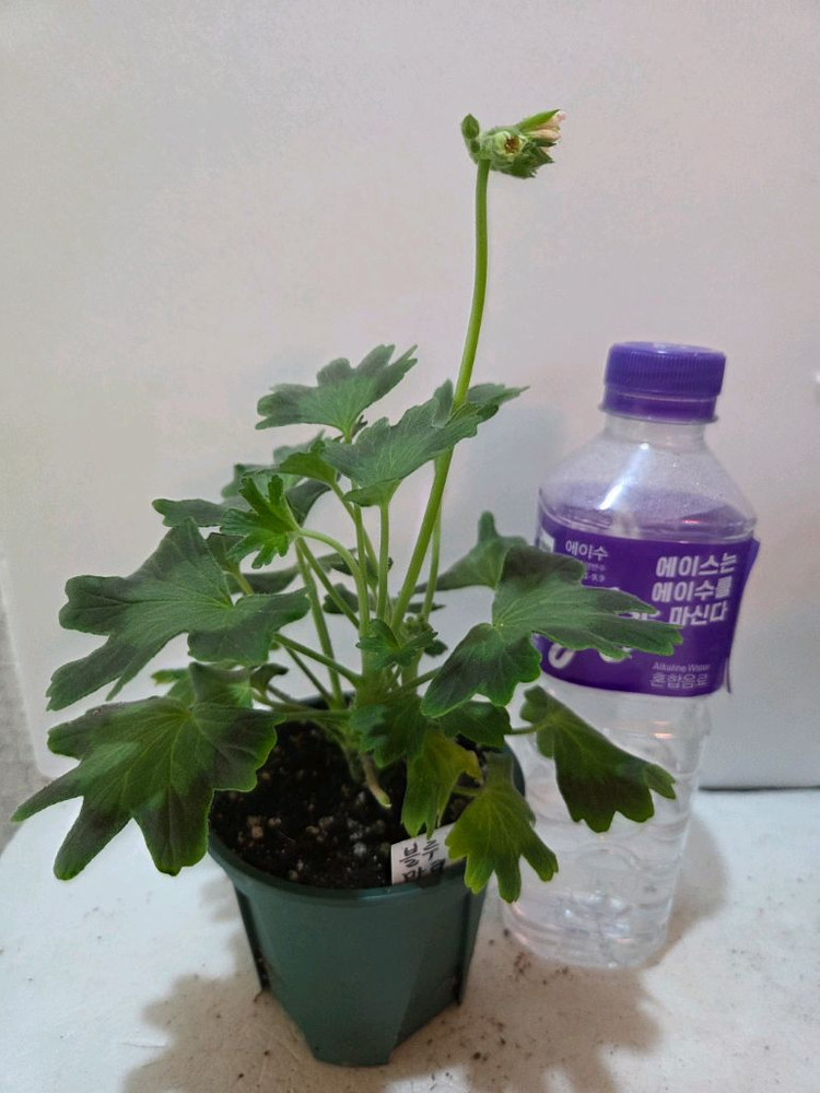 블루마리 스텔라제라늄--3