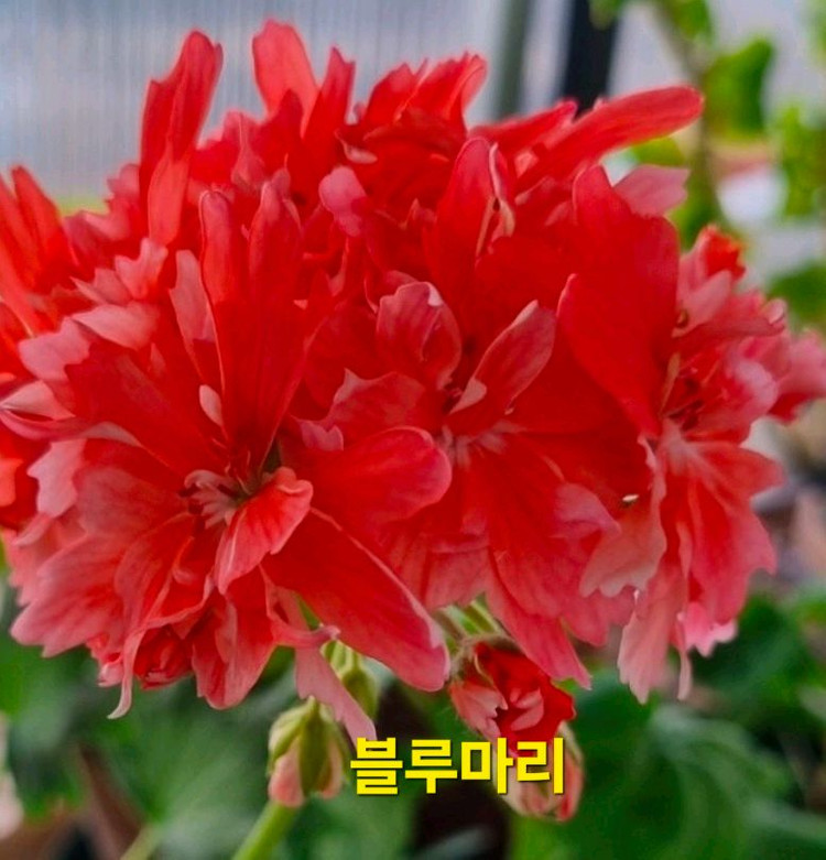 블루마리 스텔라제라늄--4