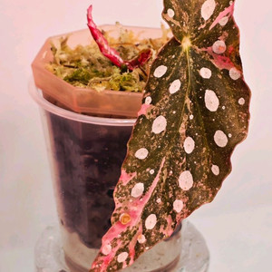 베고니아 마큘라타 바리에가타 (알