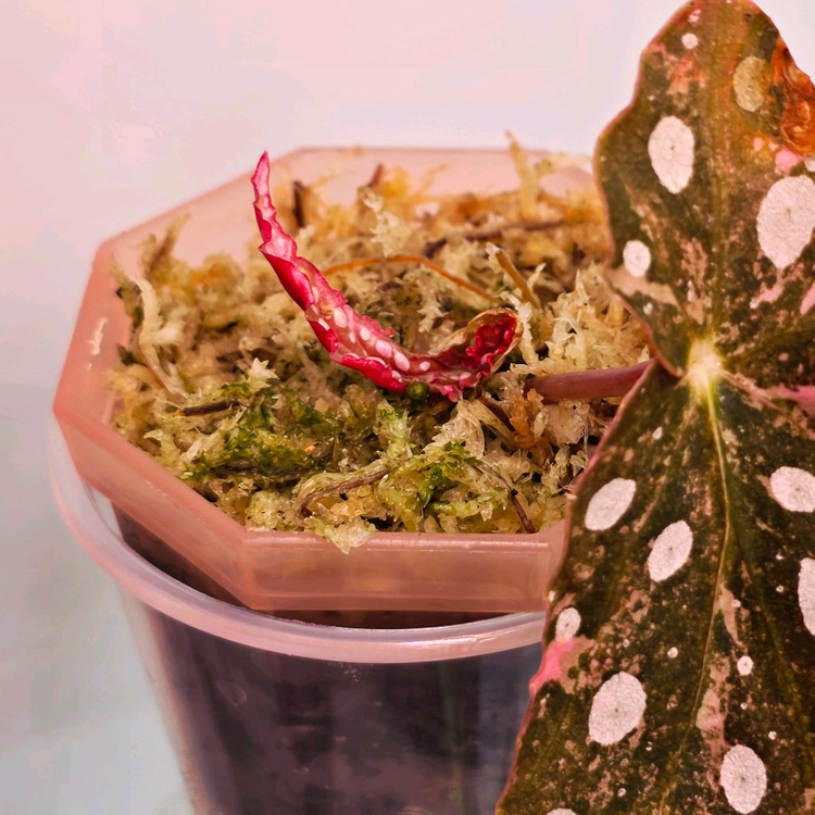 베고니아 마큘라타 바리에가타 (알--1