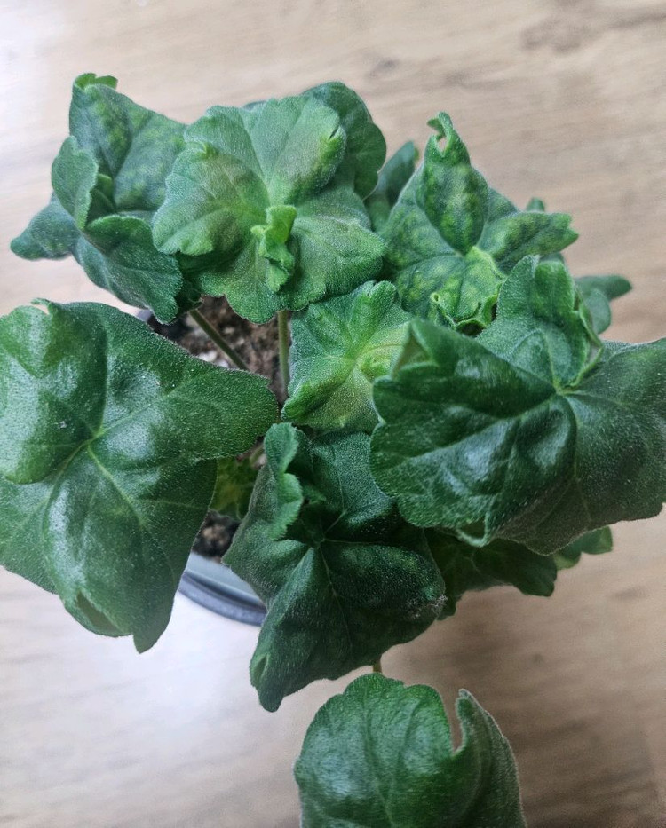 제라늄 챠밍레이지걸ㆍ 노스텔지어--4