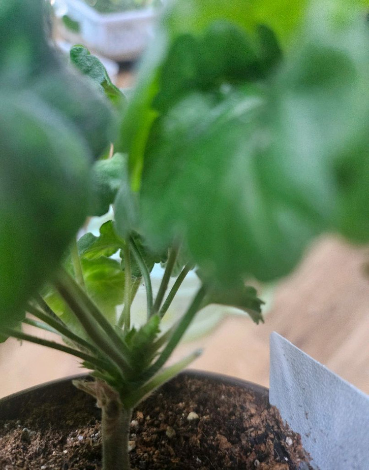 제라늄 챠밍레이지걸ㆍ 노스텔지어--6