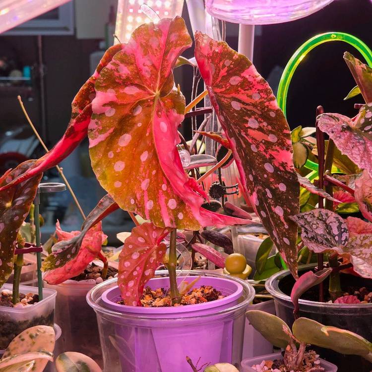 베고니아 마큘라타 바리에가타 (알--2