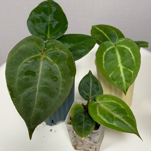 안스리움 유묘3종 (자미블체하브 킹오스레크하브 미쉘x미쉘자라)