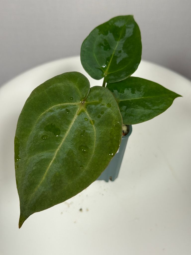 안스리움 유묘3종 (자미블체하브 킹오스레크하브 미쉘x미쉘자라)--1